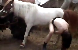 stallion ejaculating