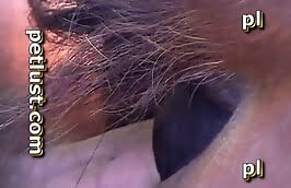 male,zoophilia