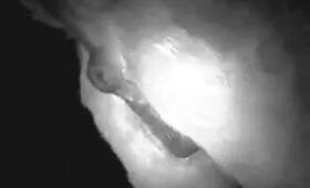 Zoo Porn Videos