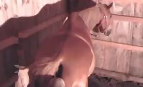 Zoo Porn Clips
