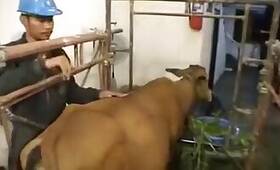 ZOO Porn video for FREE