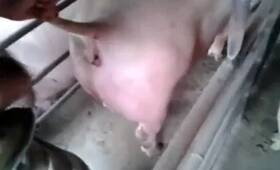 Zoo Porn Videos