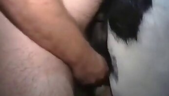 vildt fanden,hestesex videoer