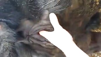 zoo sex porn video,sex with animal