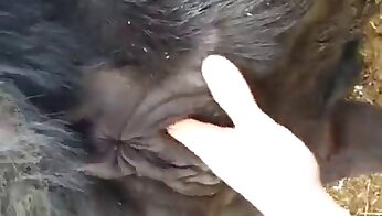 zoo sex porn video,sex with animal