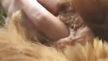 hayvanlarla cinsel ilişki porno videoları,hayvan pornosu
