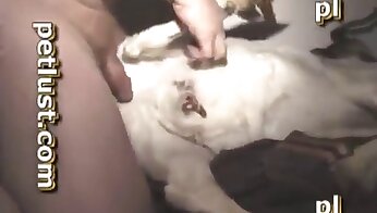 free zoo porn video,man and animal sex