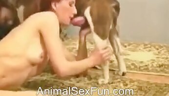 vídeos pornográficos de bestialidade,vídeo de sexo de cachorro