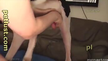 sodomie porno videos,tierporno