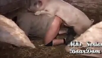 수간 포르노 영상,동물 포르노