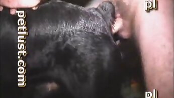 gratis dierentuin porno video,bestialiteit porno video's