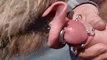 videos porno de bestialidad,sexo con animales