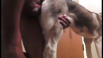 video porno zoo gratuito,video porno di bestialità