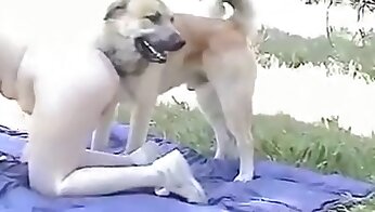 vídeo porno de zoológico gratis,vídeos porno de perros