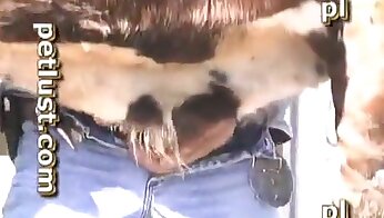 gratis zoo porno videoer og filmer,bestialitet porno videoer og filmer
