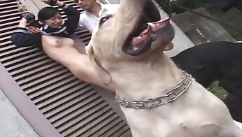dieren seksfilms,sexy donkerharige sletten