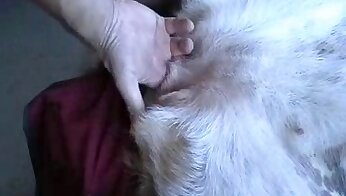 porno canin gratuit,porno amateur zoo