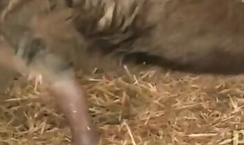 sexo placentero,video porno de zoofilia