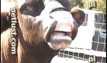 hardcore animal sex,outdoors animal porn