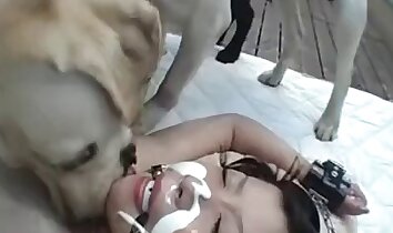کٹر جانوروں کی جنس,ایشیائی چڑیا گھر فحش