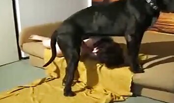 phim khiêu dâm về động vật chất lượng cao,video khiêu dâm động vật