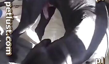 zoophilie de groupe,sexe en levrette