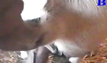 clips de sexo zoológico,sexo zoofílico salvaje