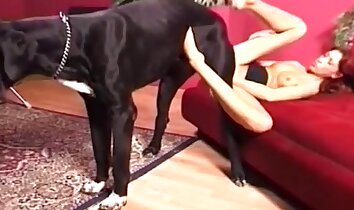 sıcak sikişme,zoofili porno videosu