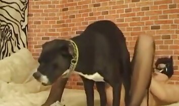sexo animal hardcore,pornografia feminina e animal