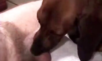 動物園のセックスクリップ,動物ポルノビデオ