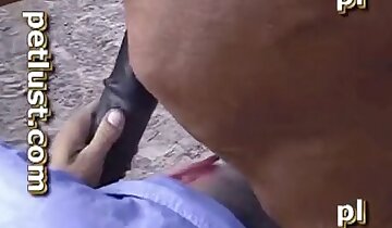 phim khiêu dâm sở thú đồng tính,người đàn ông đang quan hệ với động vật