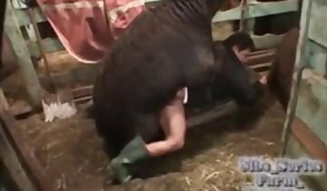 sexe de l'étalon,vidéo de sexe animal