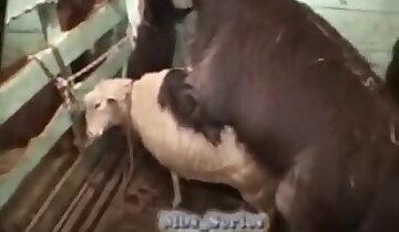 erotic porn,hardcore animal sex
