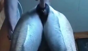 동물과 섹스하는 남자,큰 거시기