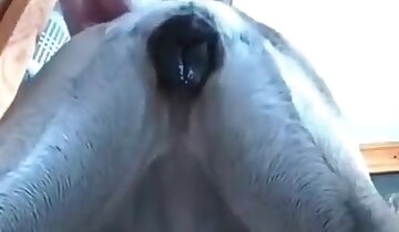 man fucking with animal,big dicks