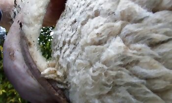 無料動物ポルノ