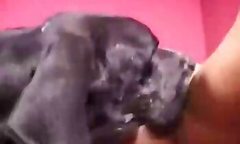 الجنس بين الحيوان والمرأة,شهوة الحيوانات عند الكلاب