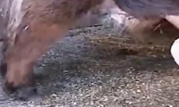 free animal porn,free zoosex videos