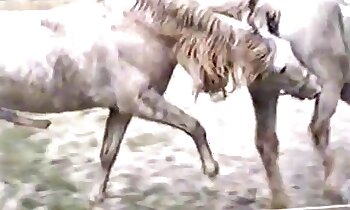 video porno stallone