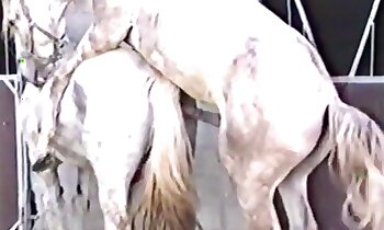 free horse porn,stallion porn video