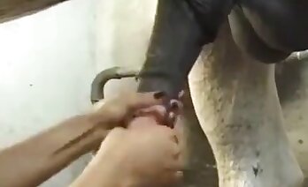 filmy zooseksualne,film porno z zoo