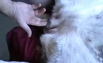 schwanz,zoosex-videos