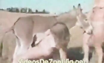 zoo porno videoer gratis,zoosex-videoer