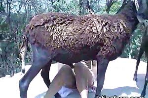 sheep animal fuck