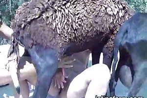 sheep animal fuck