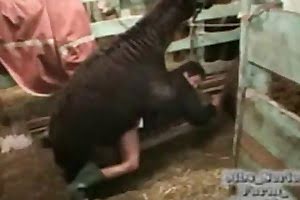 bestialyti anal zoo