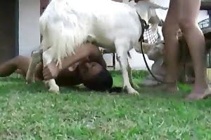 goat anal zoo