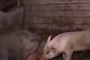 farm sex made