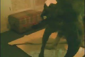 pet porn animal fuck