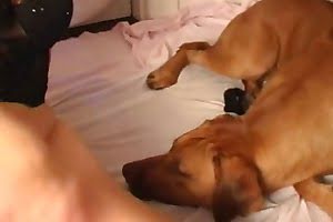 amateur bestiality porn